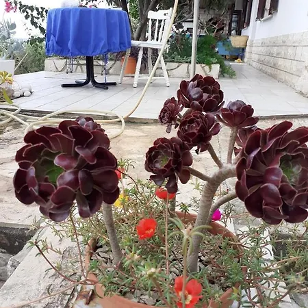 Appartamento Ana *